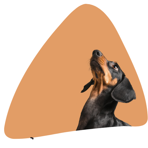 Dapple Dachsund