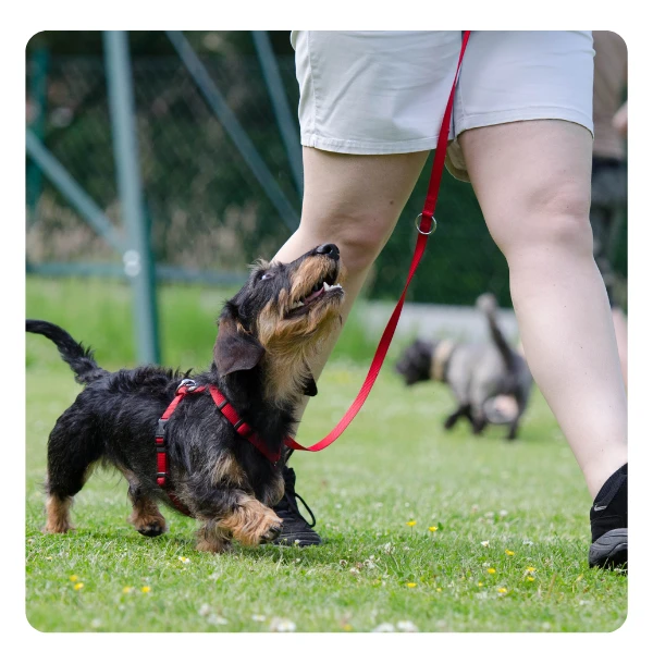 Dapple Dachshund Training