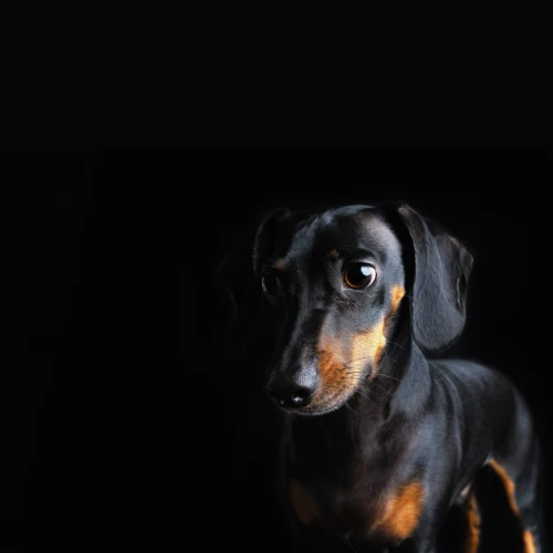 Black Dapple Dachshund