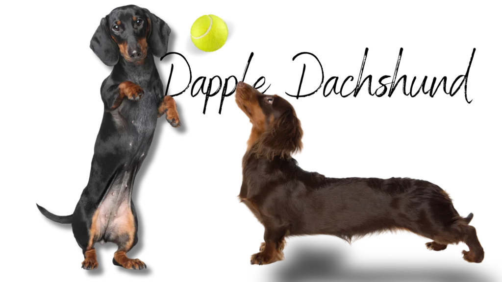 Dapple Dachshund playing with ball