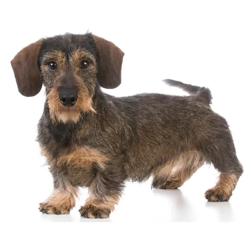 Wire-haired Dachshunds