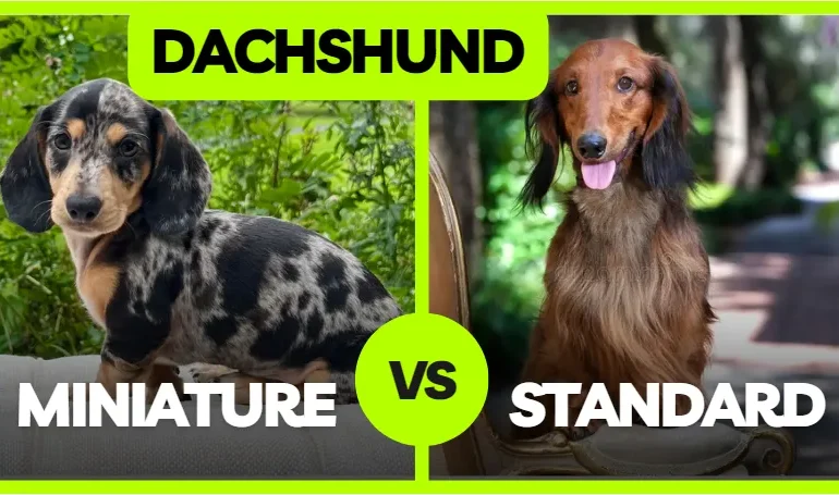 Dachshund vs Dachshund - The Difference Between a Miniature and a Standard Dachshund