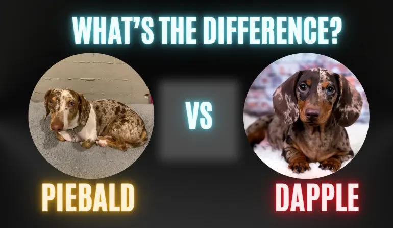 Dapple Vs Piebald – What’s the Difference?