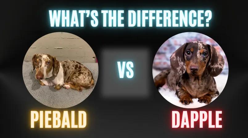 Dapple Vs Piebald – What’s the Difference?