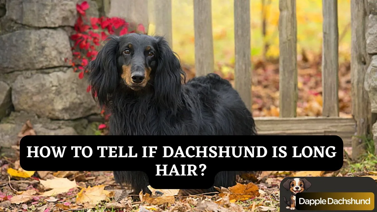 How To Tell If Dachshund Is Long Hair? 3 Methods to Identify a Long-Haired Sausage Dog!