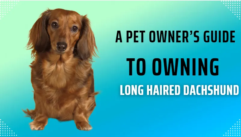 A Pet Owner’s Guide to Owning a Long Haired Dachshund