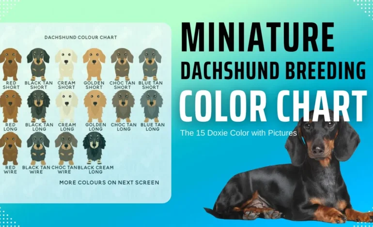 Miniature Dachshund Breeding Color Chat