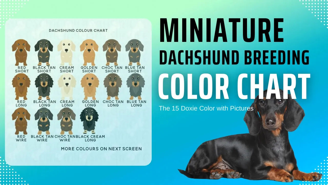 Miniature Dachshund Breeding Color Chart (The 15 Doxie Color with Pictures)