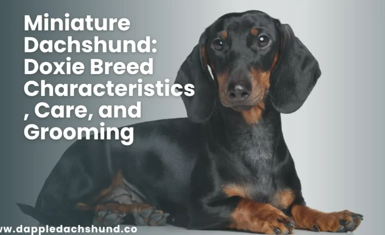 Miniature Dachshund: Doxie Breed Characteristics, Care, and Grooming