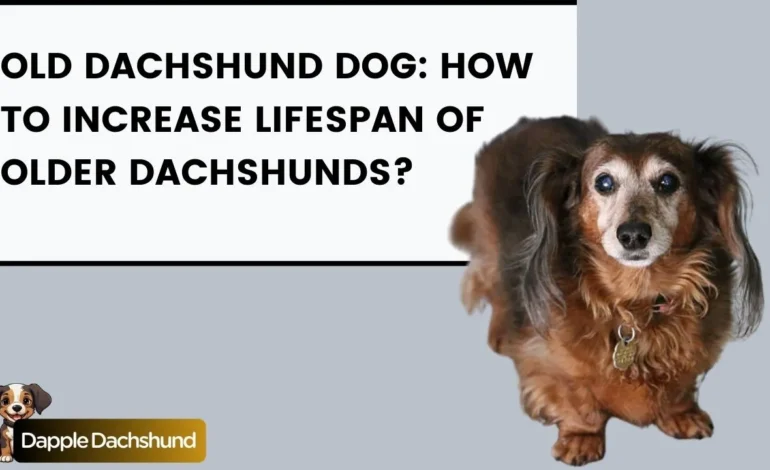 Old Dachshund Dog: How to Increase Lifespan of Older Dachshunds?