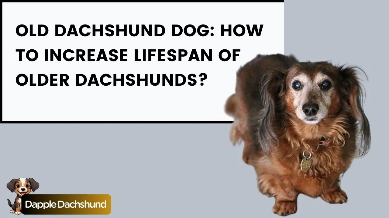 Old Dachshund Dog: How to Increase Lifespan of Older Dachshunds?