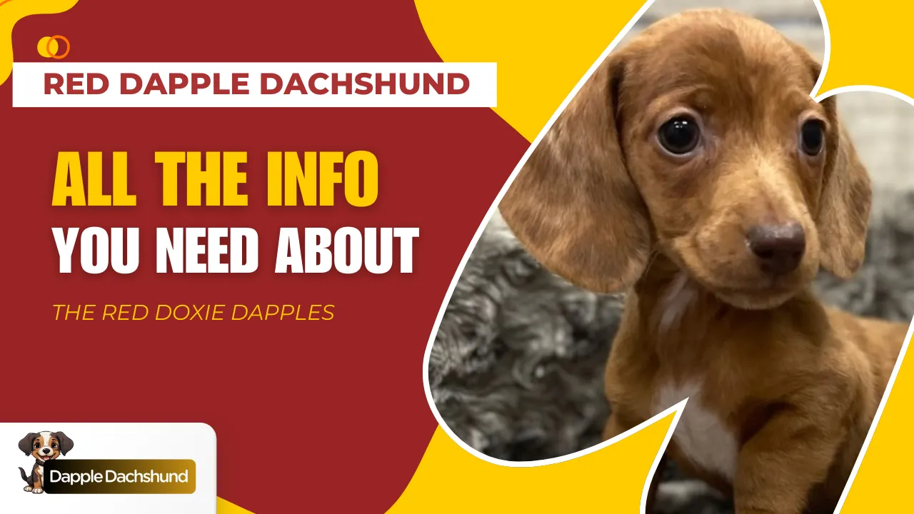 All the Info About the Red Dapple Dachshund