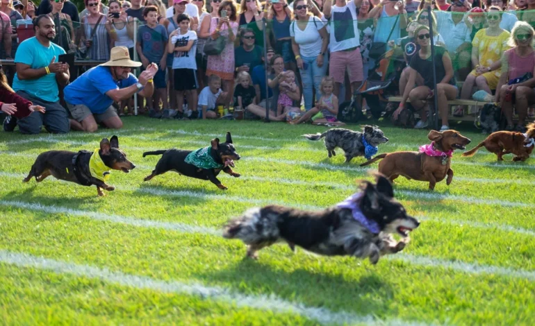 dachshund-dash-oktoberfest