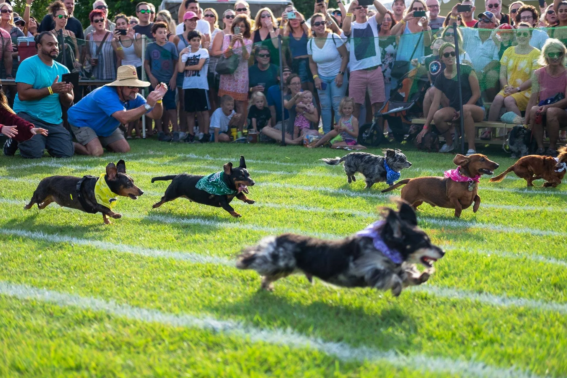 Dashing Dachshunds Steal the Show at Oakland Park’s Oktoberfest Dachshund Dash